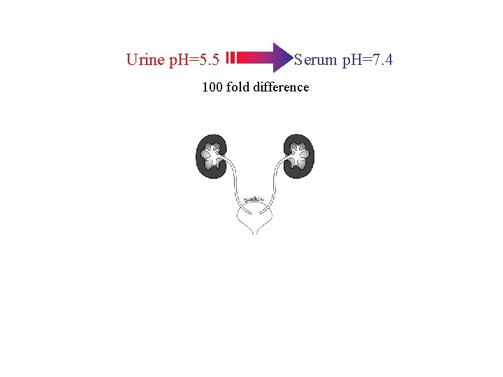 Urine p. H=5. 5 Serum p. H=7. 4 100 fold difference 