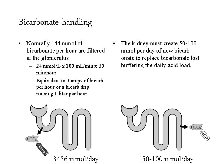 Bicarbonate handling • Normally 144 mmol of bicarbonate per hour are filtered at the