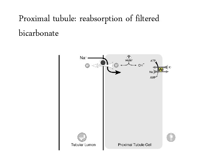 Proximal tubule: reabsorption of filtered bicarbonate 