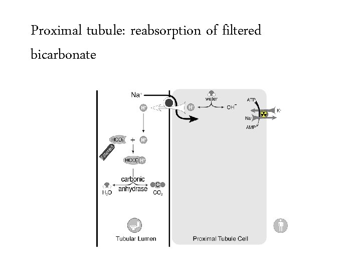Proximal tubule: reabsorption of filtered bicarbonate 