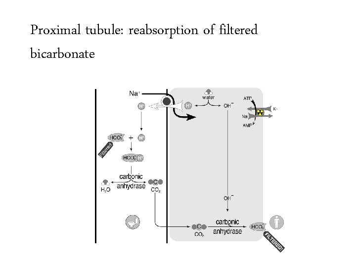 Proximal tubule: reabsorption of filtered bicarbonate 