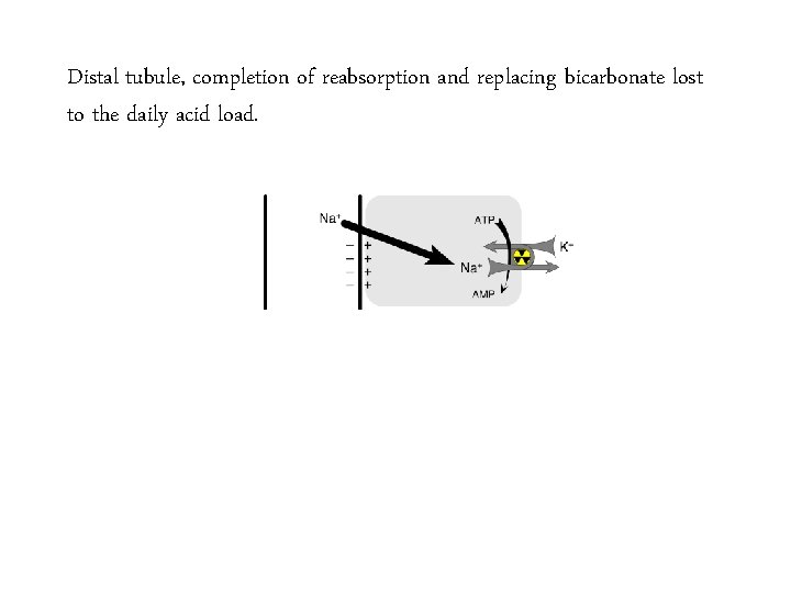 Distal tubule, completion of reabsorption and replacing bicarbonate lost to the daily acid load.