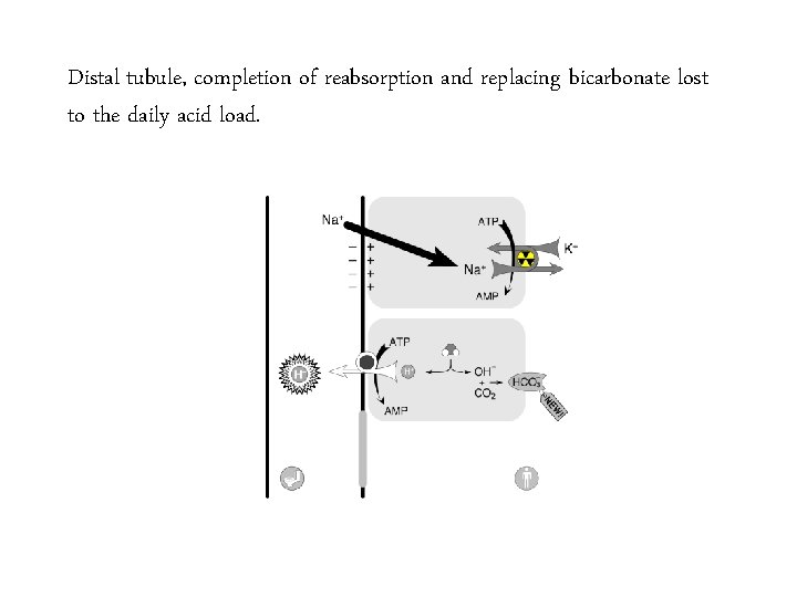 Distal tubule, completion of reabsorption and replacing bicarbonate lost to the daily acid load.