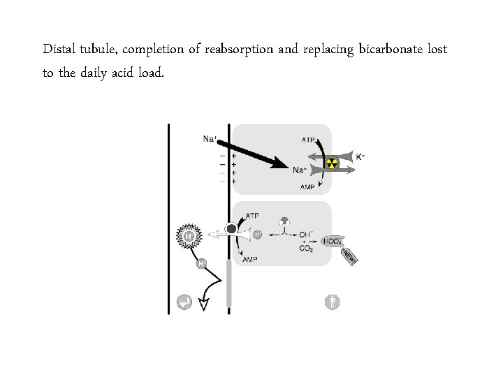 Distal tubule, completion of reabsorption and replacing bicarbonate lost to the daily acid load.