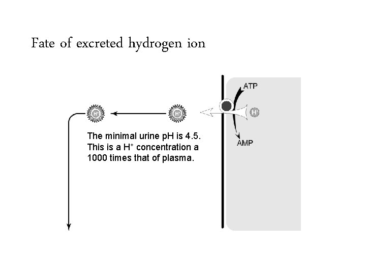 Fate of excreted hydrogen ion The minimal urine p. H is 4. 5. This