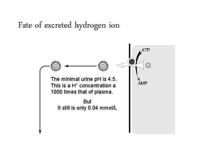 Fate of excreted hydrogen ion The minimal urine p. H is 4. 5. This