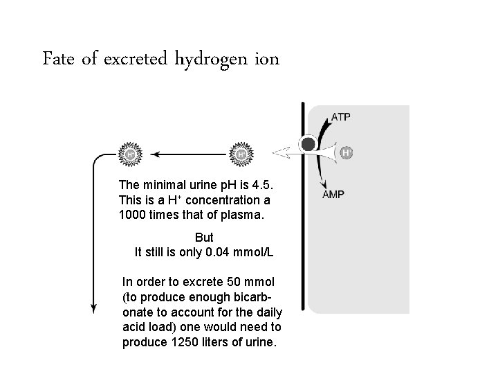 Fate of excreted hydrogen ion The minimal urine p. H is 4. 5. This