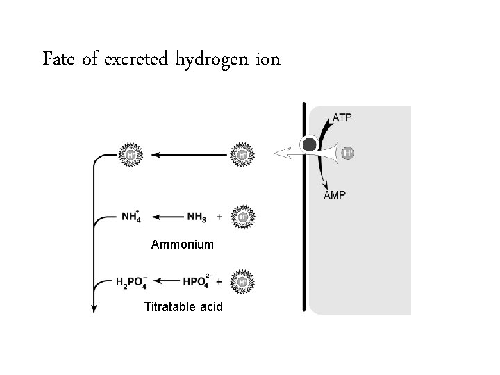 Fate of excreted hydrogen ion Ammonium Titratable acid 