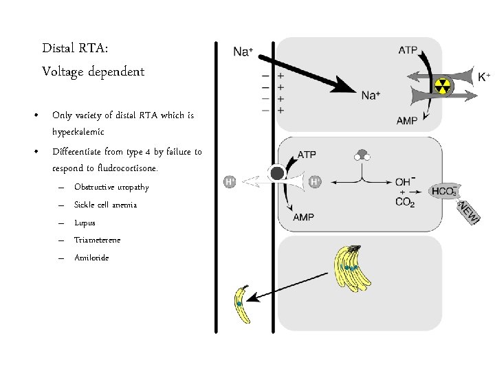 Distal RTA: Voltage dependent • Only variety of distal RTA which is hyperkalemic •