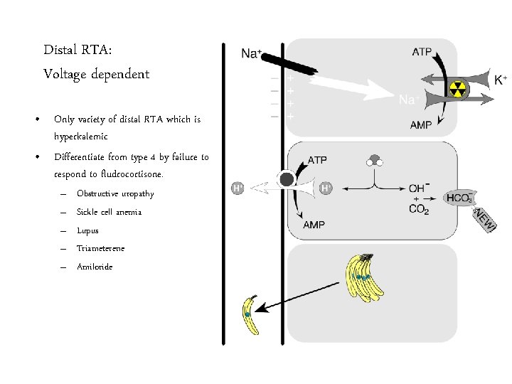 Distal RTA: Voltage dependent • Only variety of distal RTA which is hyperkalemic •