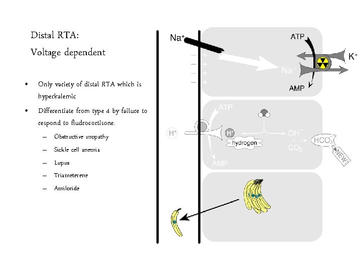 Distal RTA: Voltage dependent • Only variety of distal RTA which is hyperkalemic •