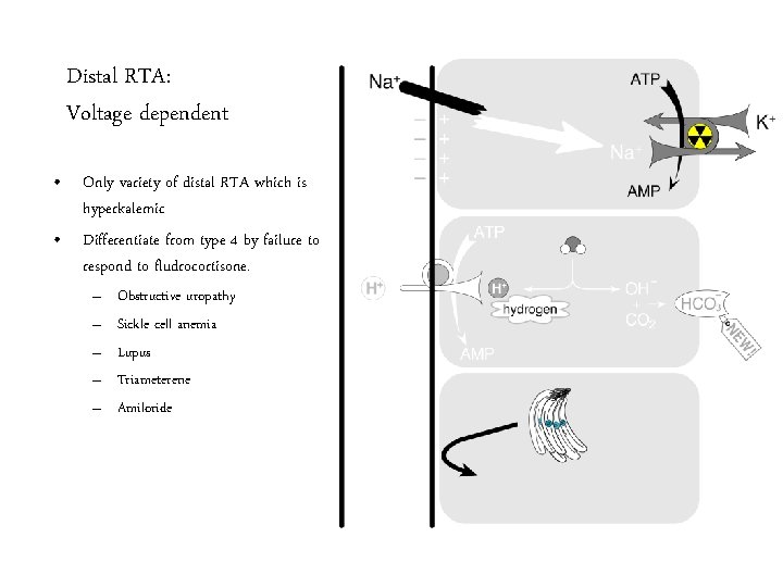 Distal RTA: Voltage dependent • Only variety of distal RTA which is hyperkalemic •