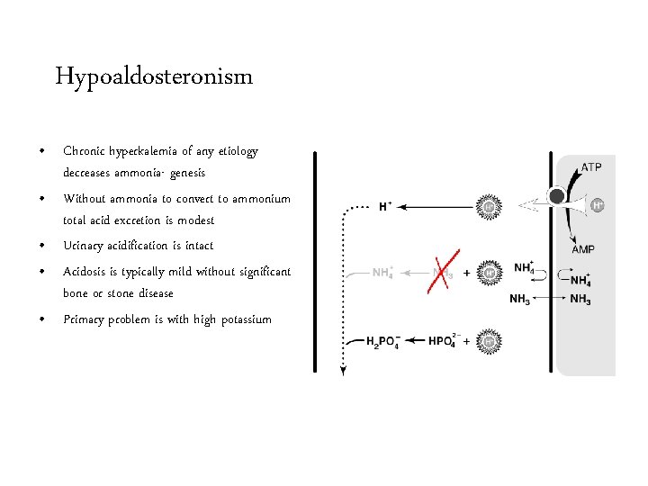 Hypoaldosteronism • Chronic hyperkalemia of any etiology decreases ammonia- genesis • Without ammonia to