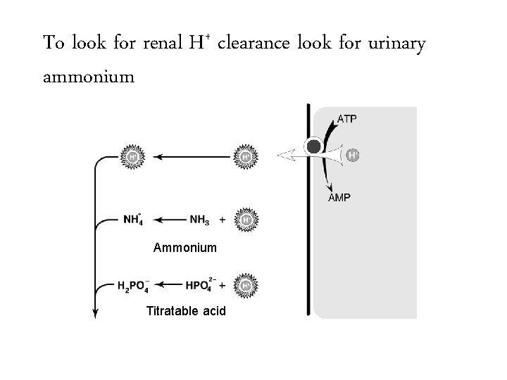 To look for renal H+ clearance look for urinary ammonium Ammonium Titratable acid 