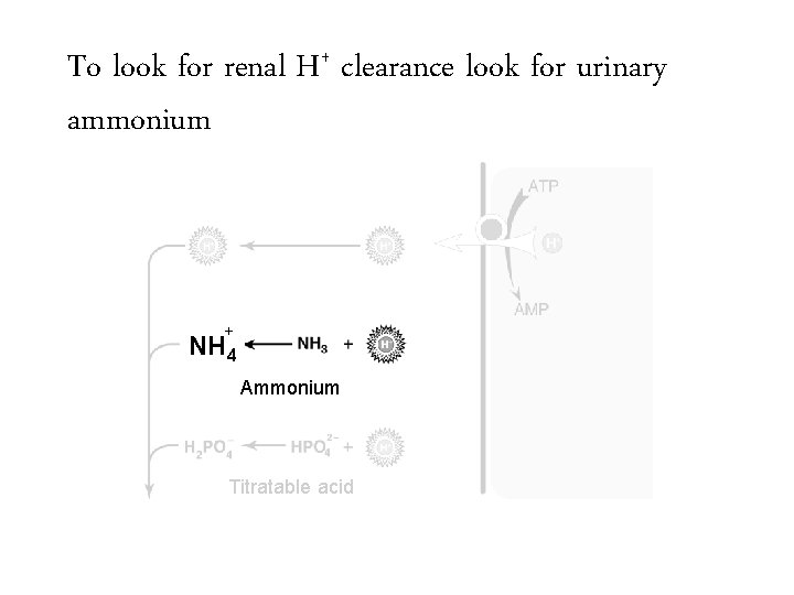To look for renal H+ clearance look for urinary ammonium + NH 4 Ammonium