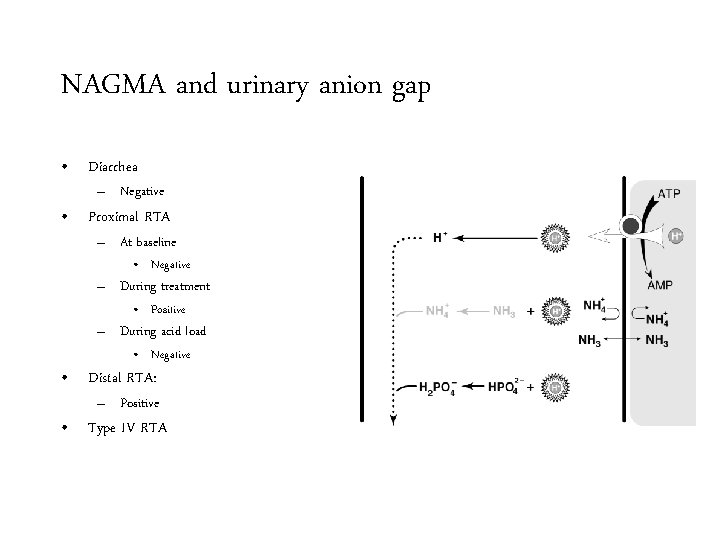 NAGMA and urinary anion gap • Diarrhea – Negative • Proximal RTA – At