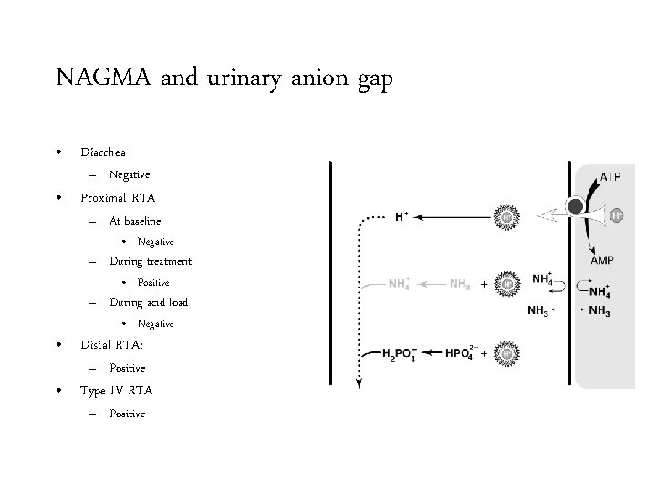 NAGMA and urinary anion gap • Diarrhea – Negative • Proximal RTA – At