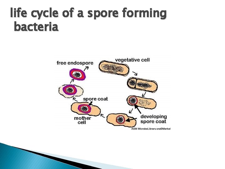 life cycle of a spore forming bacteria 