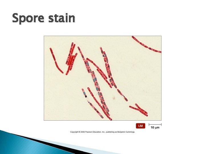 Spore stain 