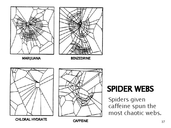 MARIJUANA BENZEDRINE SPIDER WEBS CHLORAL HYDRATE Spiders given caffeine spun the most chaotic webs.