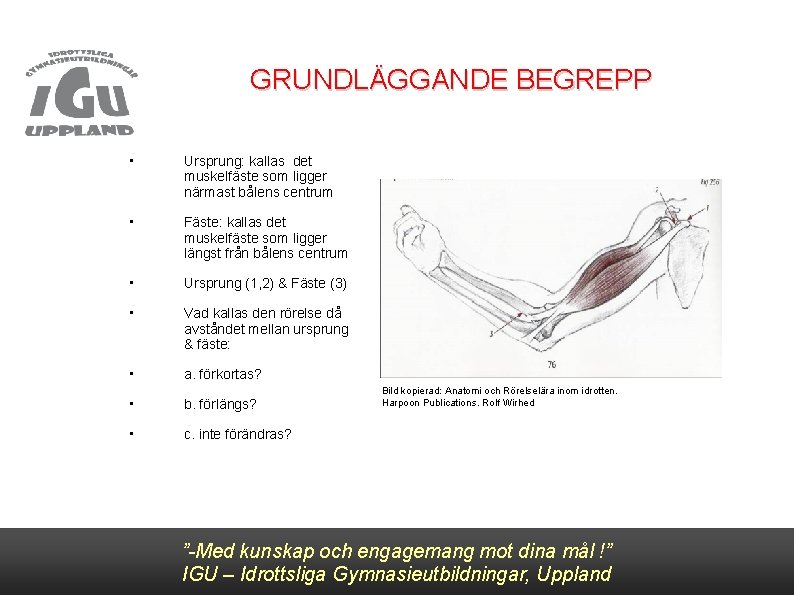 GRUNDLÄGGANDE BEGREPP • Ursprung: kallas det muskelfäste som ligger närmast bålens centrum • Fäste: