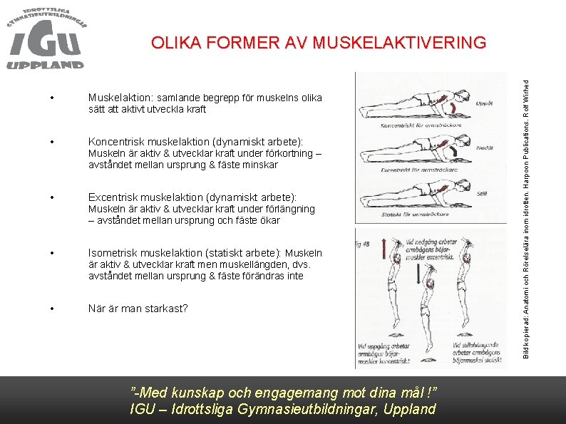  • Muskelaktion: samlande begrepp för muskelns olika • Koncentrisk muskelaktion (dynamiskt arbete): •