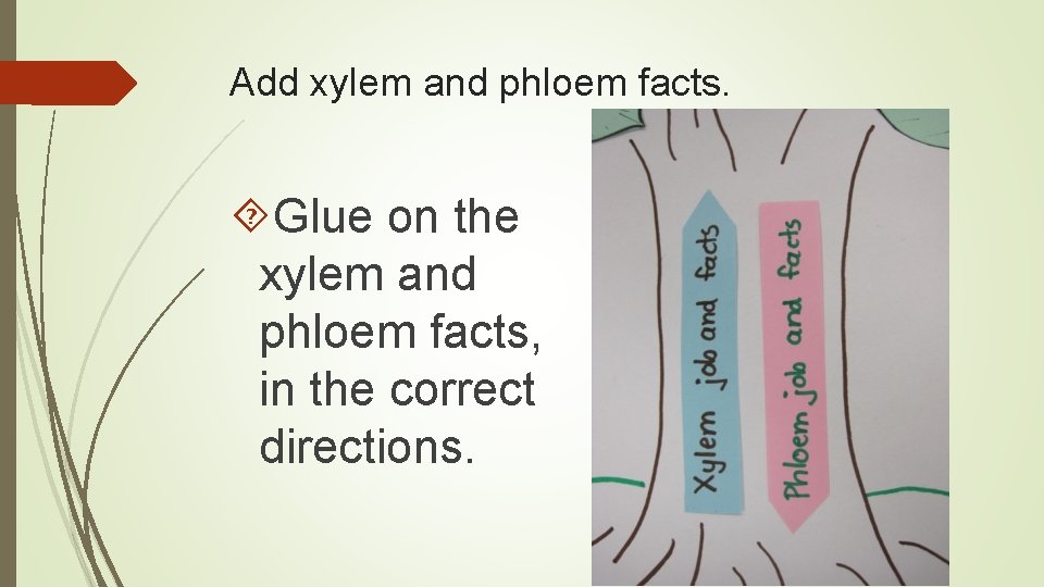 Add xylem and phloem facts. Glue on the xylem and phloem facts, in the