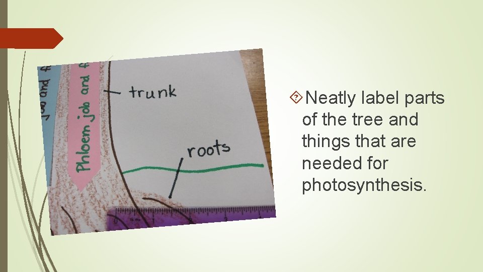  Neatly label parts of the tree and things that are needed for photosynthesis.