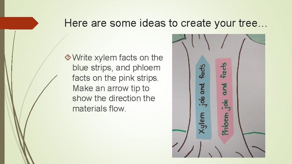 Here are some ideas to create your tree… Write xylem facts on the blue