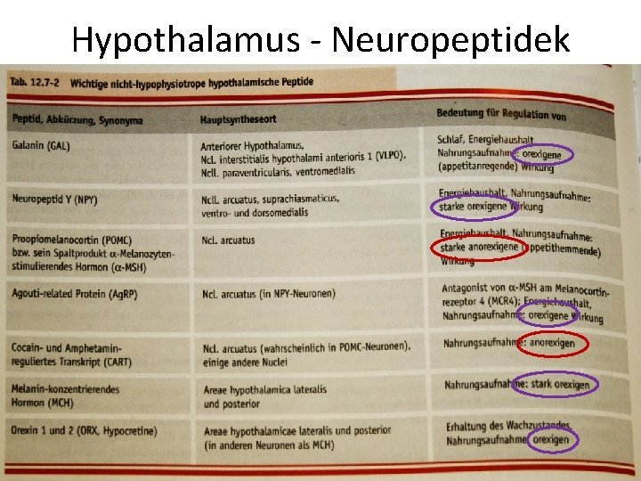 Hypothalamus - Neuropeptidek Peptid Szintézis fő helye Szabályozási szerep Galanin (GAL) elülső hypothalamus alvás, Hypothalamus - Neuropeptidek Peptid Szintézis fő helye Szabályozási szerep Galanin (GAL) elülső hypothalamus alvás,