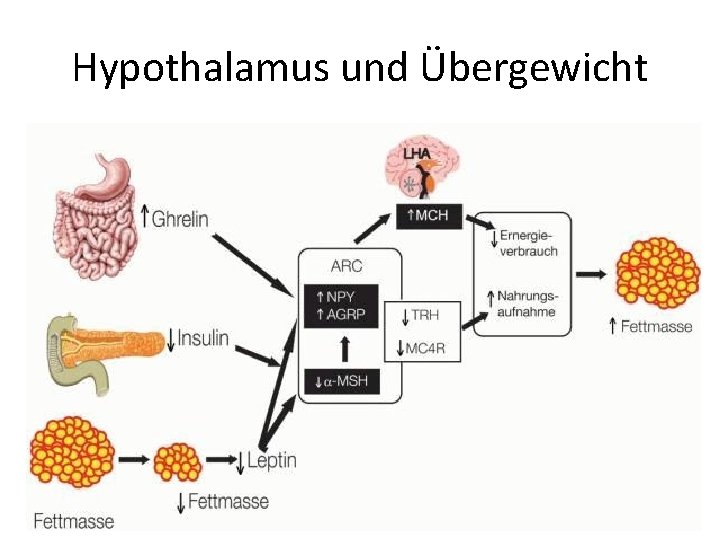 Hypothalamus und Übergewicht Hypothalamus und Übergewicht