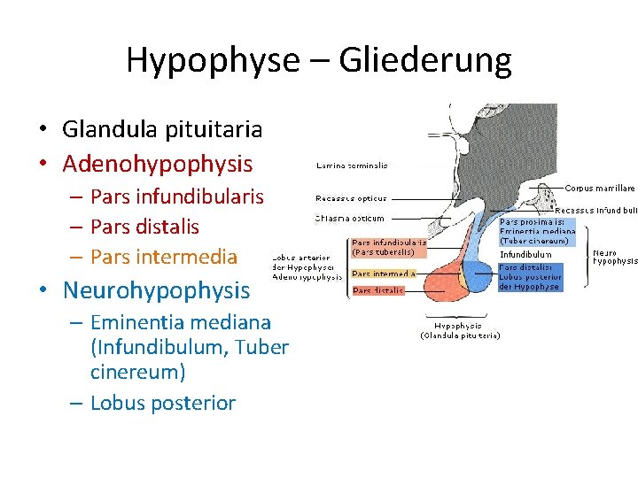 Hypophyse – Gliederung • Glandula pituitaria • Adenohypophysis – Pars infundibularis – Pars distalis Hypophyse – Gliederung • Glandula pituitaria • Adenohypophysis – Pars infundibularis – Pars distalis