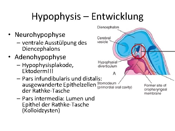 Hypophysis – Entwicklung • Neurohypophyse – ventrale Ausstülpung des Diencephalons • Adenohypophyse – Hypophysisplakode, Hypophysis – Entwicklung • Neurohypophyse – ventrale Ausstülpung des Diencephalons • Adenohypophyse – Hypophysisplakode,