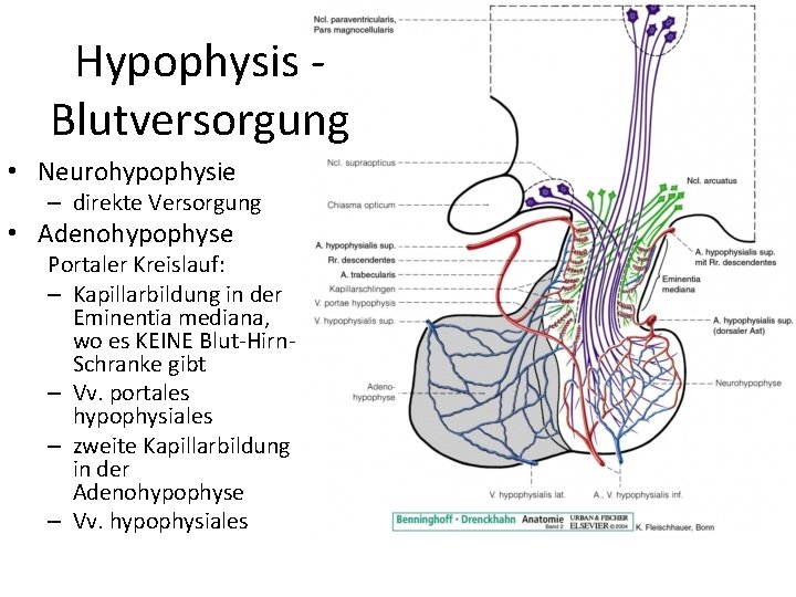 Hypophysis Blutversorgung • Neurohypophysie – direkte Versorgung • Adenohypophyse Portaler Kreislauf: – Kapillarbildung in Hypophysis Blutversorgung • Neurohypophysie – direkte Versorgung • Adenohypophyse Portaler Kreislauf: – Kapillarbildung in
