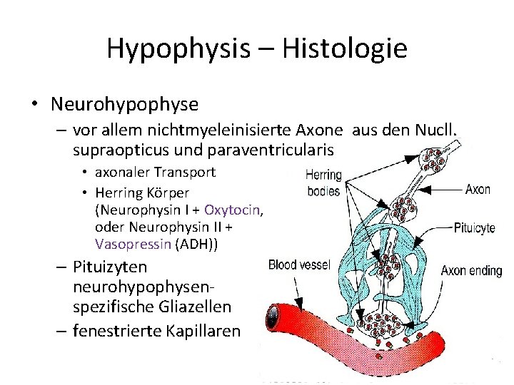 Hypophysis – Histologie • Neurohypophyse – vor allem nichtmyeleinisierte Axone aus den Nucll. supraopticus Hypophysis – Histologie • Neurohypophyse – vor allem nichtmyeleinisierte Axone aus den Nucll. supraopticus