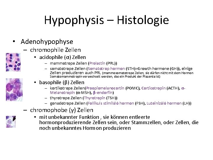 Hypophysis – Histologie • Adenohypophyse – chromophile Zellen • acidophile (α) Zellen – mammotrope Hypophysis – Histologie • Adenohypophyse – chromophile Zellen • acidophile (α) Zellen – mammotrope