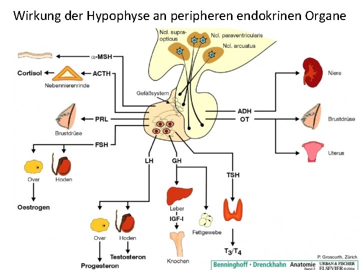 Wirkung der Hypophyse an peripheren endokrinen Organe Wirkung der Hypophyse an peripheren endokrinen Organe