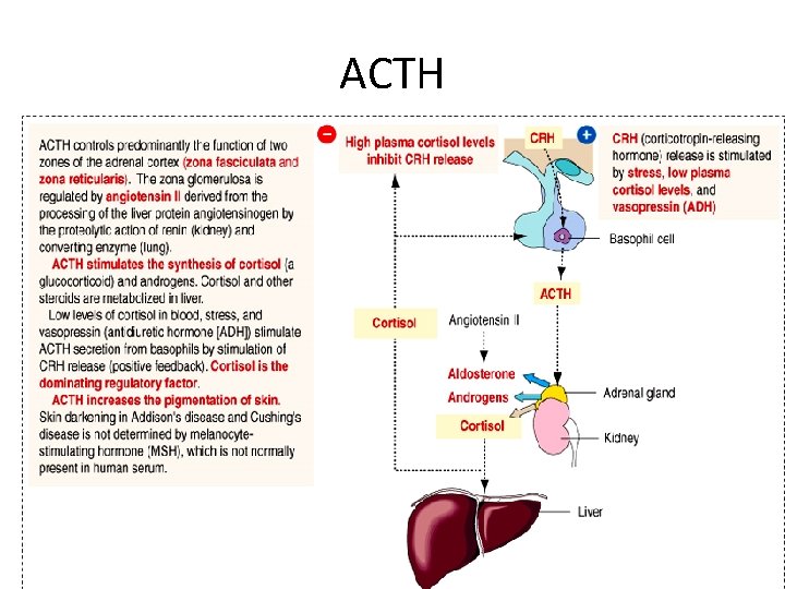 ACTH ACTH