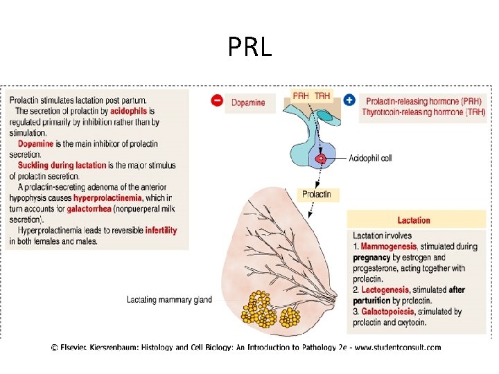 PRL PRL