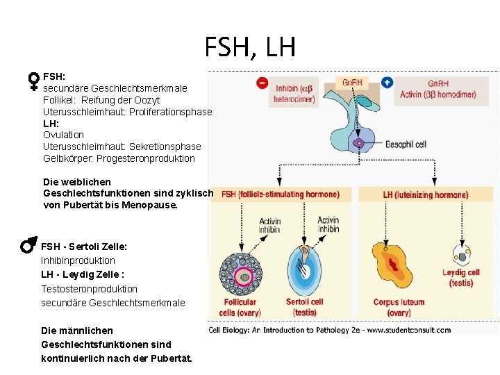 FSH, LH FSH: secundäre Geschlechtsmerkmale Follikel: Reifung der Oozyt Uterusschleimhaut: Proliferationsphase LH: Ovulation Uterusschleimhaut: FSH, LH FSH: secundäre Geschlechtsmerkmale Follikel: Reifung der Oozyt Uterusschleimhaut: Proliferationsphase LH: Ovulation Uterusschleimhaut: