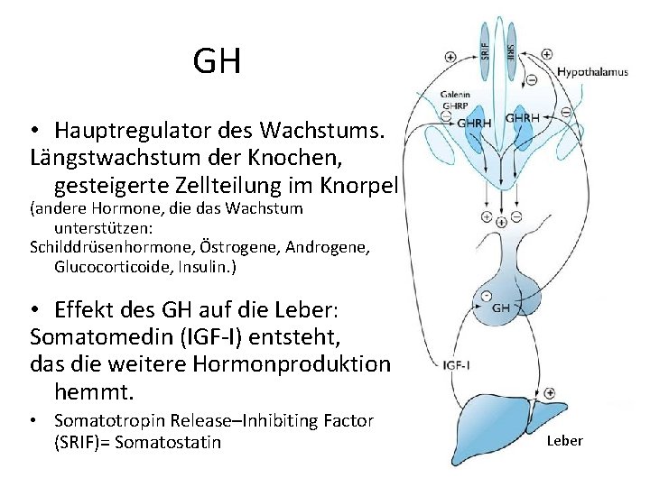 GH • Hauptregulator des Wachstums. Längstwachstum der Knochen, gesteigerte Zellteilung im Knorpel (andere Hormone, GH • Hauptregulator des Wachstums. Längstwachstum der Knochen, gesteigerte Zellteilung im Knorpel (andere Hormone,