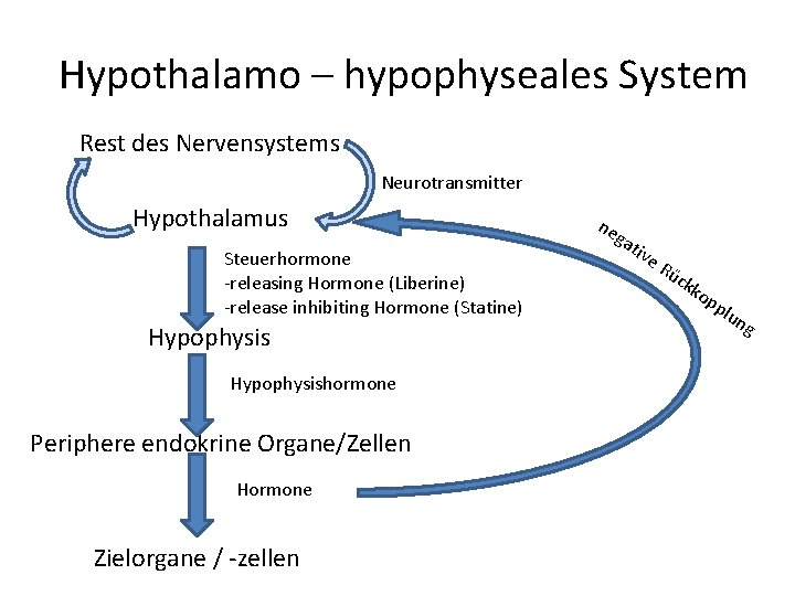 Hypothalamo – hypophyseales System Rest des Nervensystems Neurotransmitter Hypothalamus Steuerhormone -releasing Hormone (Liberine) -release Hypothalamo – hypophyseales System Rest des Nervensystems Neurotransmitter Hypothalamus Steuerhormone -releasing Hormone (Liberine) -release