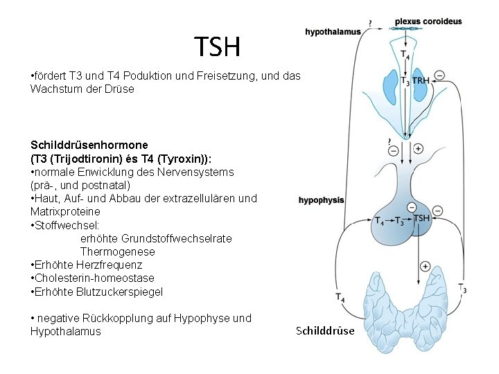 TSH • fördert T 3 und T 4 Poduktion und Freisetzung, und das Wachstum TSH • fördert T 3 und T 4 Poduktion und Freisetzung, und das Wachstum