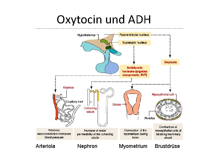 Oxytocin und ADH Arteriola Nephron Myometrium Brustdrüse Oxytocin und ADH Arteriola Nephron Myometrium Brustdrüse