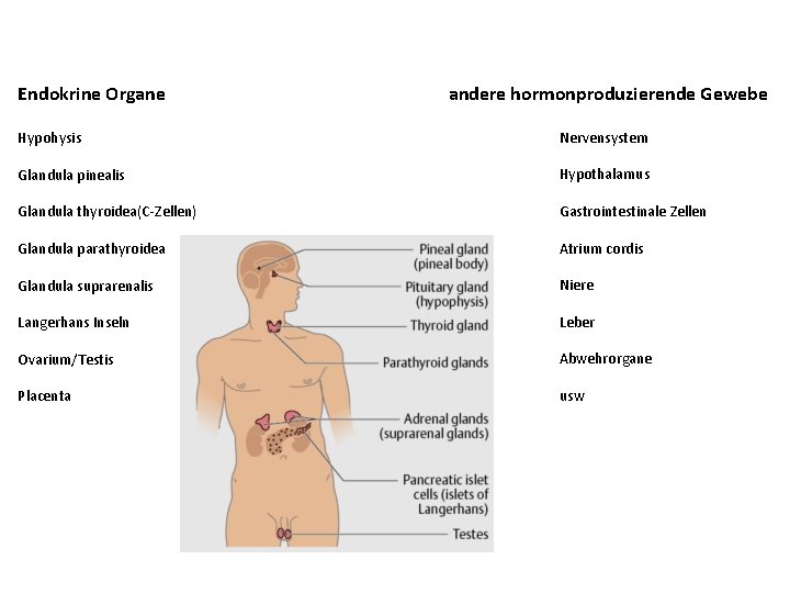 Endokrine Organe andere hormonproduzierende Gewebe Hypohysis Nervensystem Glandula pinealis Hypothalamus Glandula thyroidea(C-Zellen) Gastrointestinale Zellen Endokrine Organe andere hormonproduzierende Gewebe Hypohysis Nervensystem Glandula pinealis Hypothalamus Glandula thyroidea(C-Zellen) Gastrointestinale Zellen
