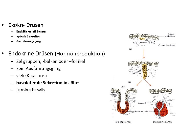 • Exokre Drüsen – Endstücke mit Lumen – apikale Sekretion – Ausführungsgang • • Exokre Drüsen – Endstücke mit Lumen – apikale Sekretion – Ausführungsgang •