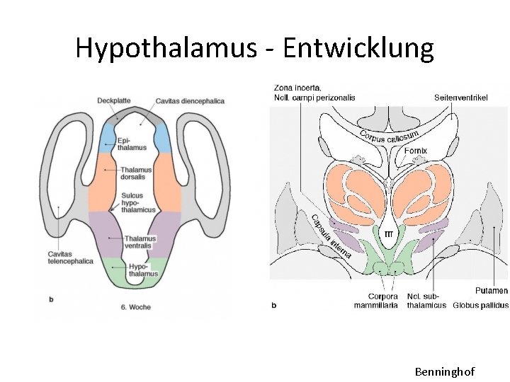 Hypothalamus - Entwicklung Benninghof Hypothalamus - Entwicklung Benninghof