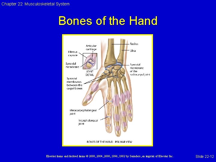 Chapter 22: Musculoskeletal System Bones of the Hand Elsevier items and derived items ©