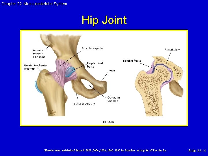 Chapter 22: Musculoskeletal System Hip Joint Elsevier items and derived items © 2008, 2004,