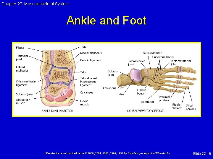 Chapter 22: Musculoskeletal System Ankle and Foot Elsevier items and derived items © 2008,